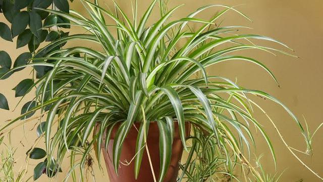 Spider Plant (Chlorophytum comosum)