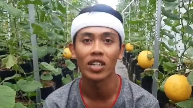 Dadan Ridwan, Petani Melon Gold Kota Tasikmalaya, Jawa Barat mengaku justru meraih untung melimpah dari penjualan buah melon gold (Cucumis melo L.) saat pelaksanaan PPKM Darurat Covid-19.