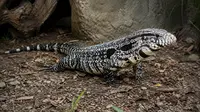 Georgia officials are issuing a serious appeal to residents to kill the invasive Argentine tegu lizard to protect native wildlife. (Photo: AI Generated Image)