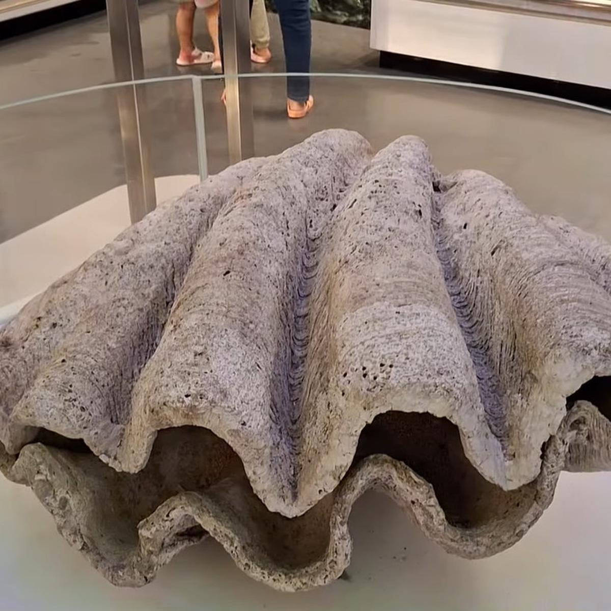 Fosil kerang jejak peninggalan Bandung saat masih menjadi lautan di Museum Geologi