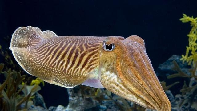 Sotong dapat membuat tubuhnya tak terlihat dengan perubahan warna kulit yang menjadi transparan (AFP)