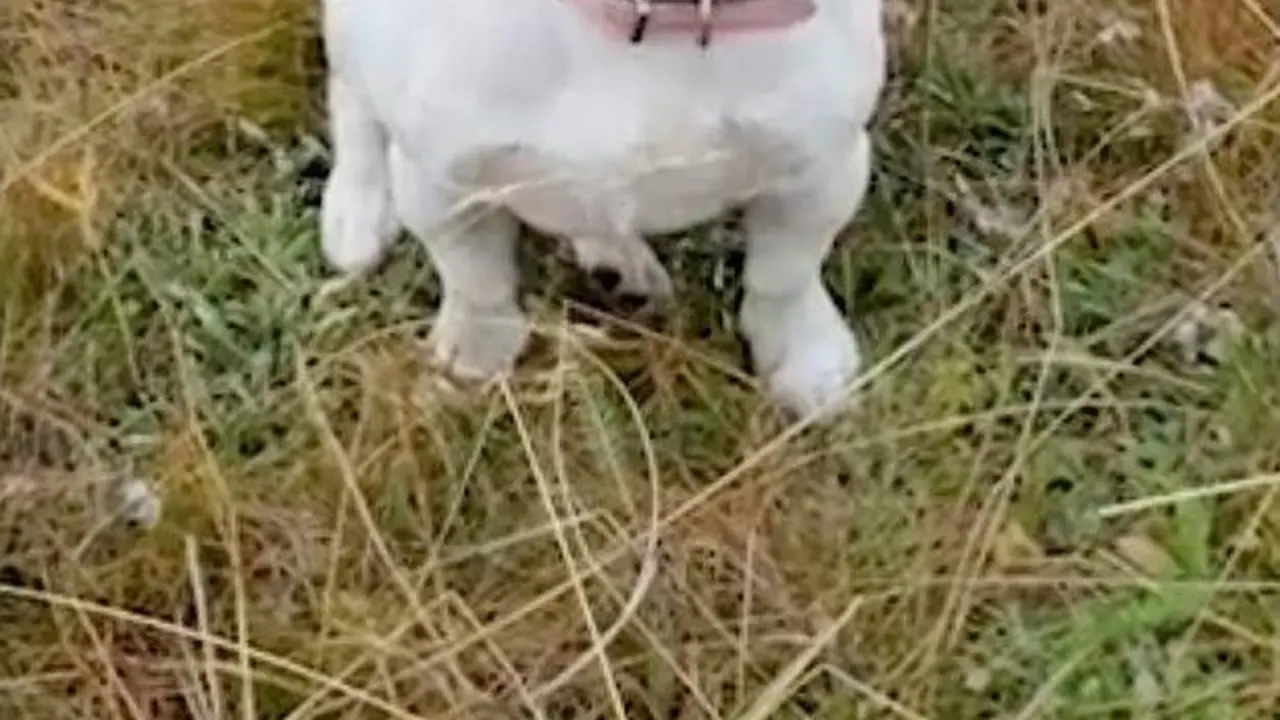 Aksi Heroik Anjing Rela Mati Demi Selamatkan Pemiliknya dari Serangan Serigala