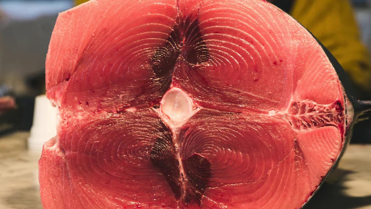 Bluefin Tuna