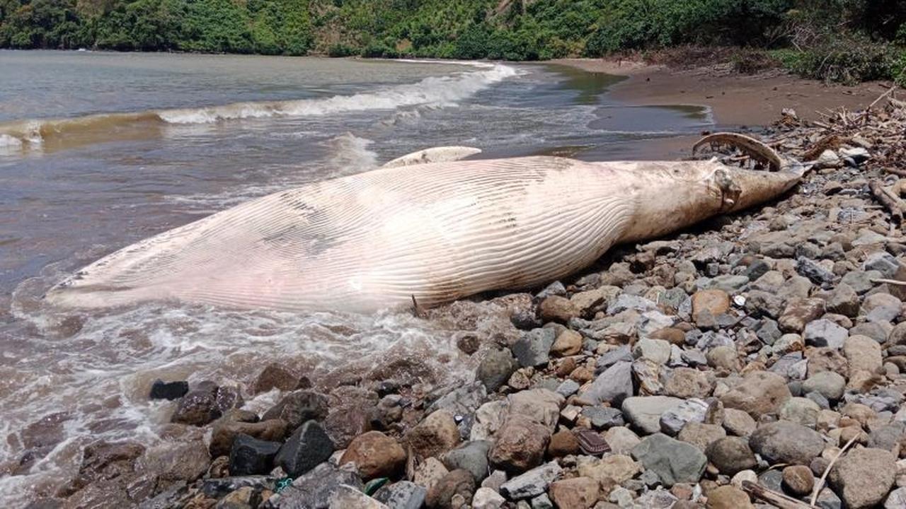 Misteri Kematian Paus Balin Sepanjang 7 Meter: Bangkai Paus Terdampar di Pantai Tulungagung, Dibiarkan Terurai Alami
