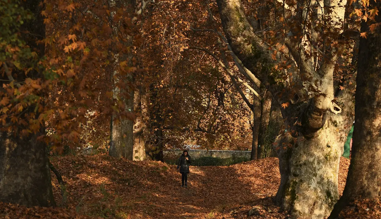 Seorang gadis berjalan melewati pepohonan yang merontokkan daun musim gugurnya di taman Nishat Bagh di Srinagar (16/11/2020). (AFP/Tauseef Mustafa)