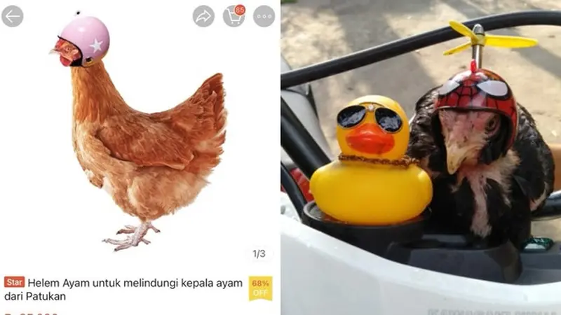 6 Helm untuk Ayam Ini Anti-mainstream, Bikin Ngakak