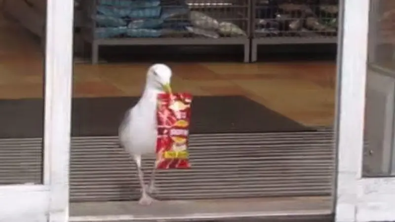 Aksi Kocak Burung Camar Curi Makanan di Supermarket