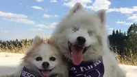 Haru, Persahabatan Dua Anjing yang Satunya Buta 
