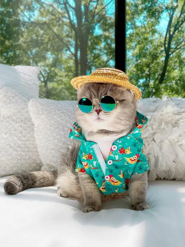 Kenalkan Benson, Kucing Jalanan yang Berubah Jadi Stylish Setelah Diadopsi