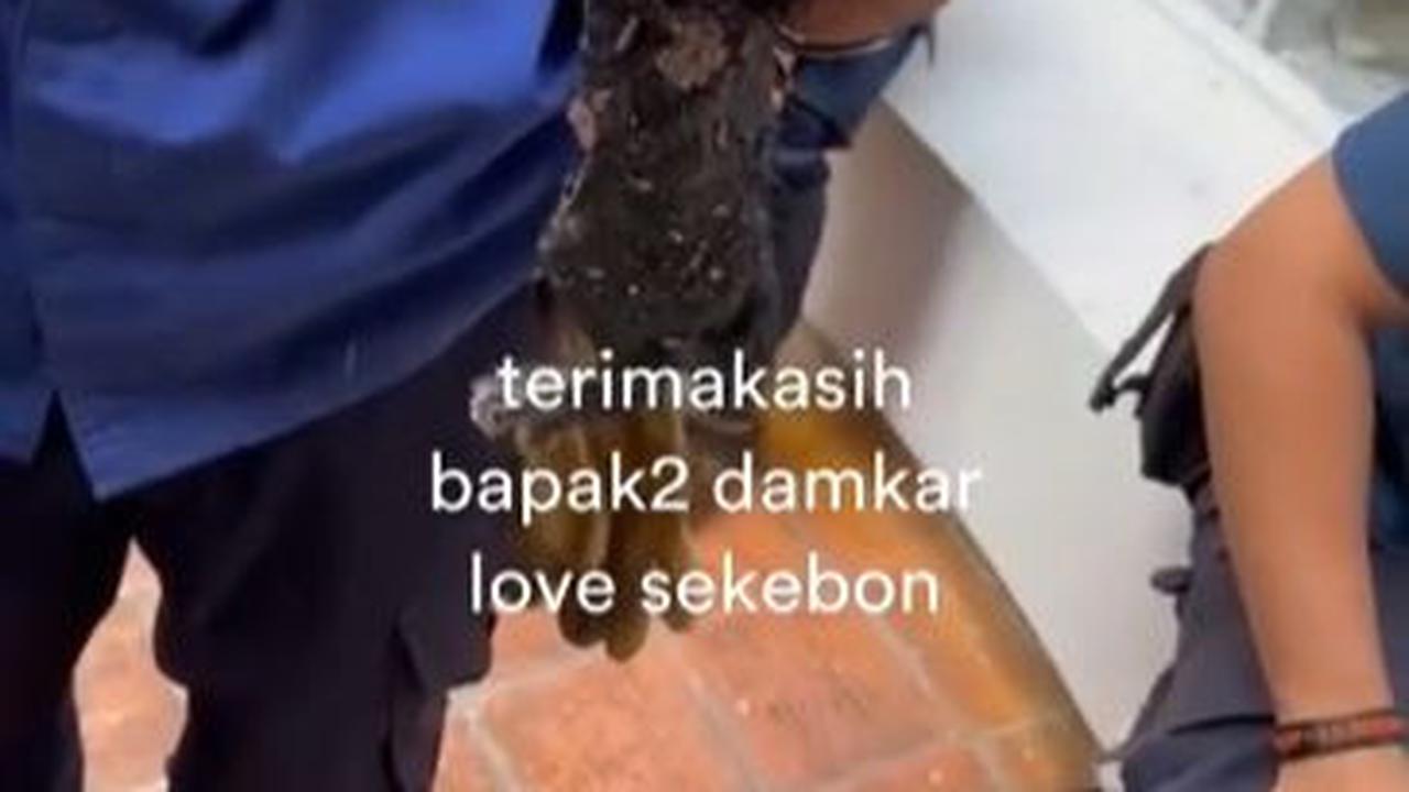 "Dari kemarin denger suara-suara kucing tapi nggak tahu di mana. Setelah 3 jam (kucing berhasil dievakuasi).  Terima kasih bapak-bapak damkar love sekebon," tulis akun tersebut menjelaskan.