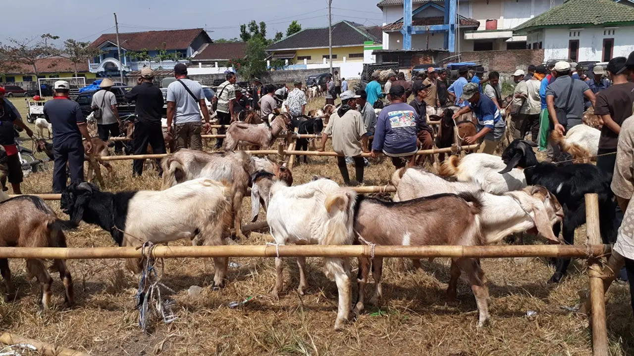 Lapangan sepak bola Desa Karangpucung berubah jadi lapangan kambing lantaran membludaknya Pasar Kambing Karangpucung, Cilacap, Jawa Tengah. (Foto: Liputan6.com/Muhamad Ridlo)