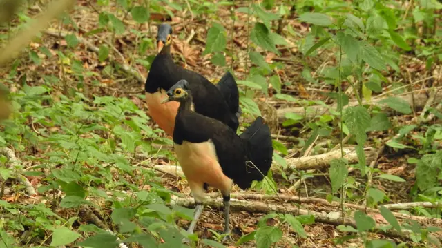 6 Fakta Menarik Bone Bolango, Kampung Halaman Salah Satu Pahlawan Indonesia