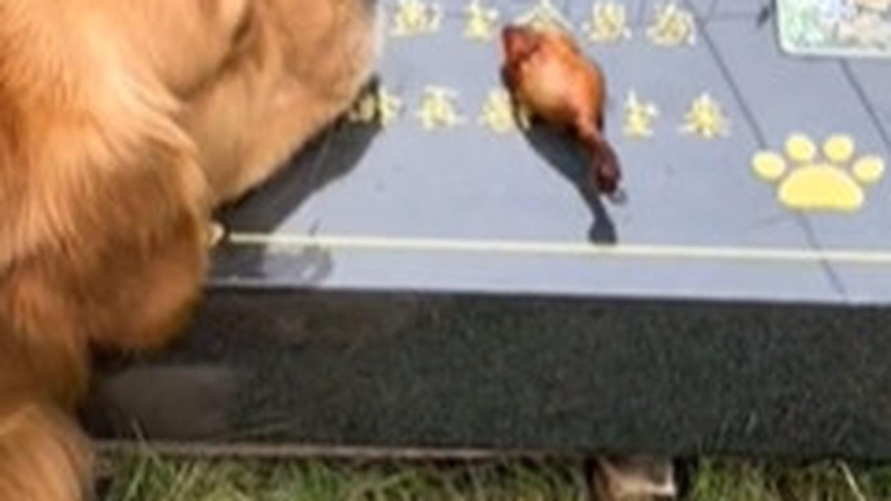 Momen Haru Anjing Ambilkan Minum Tuannya Agar Dapat Daging, Usai Diberi Ternyata buat Diletakkan di Makam Ibunya