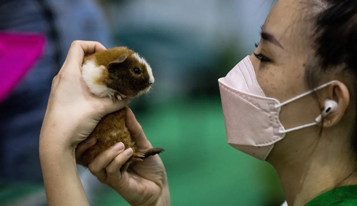 Seorang wanita melihat kelinci percobaan di Pet Expo Thailand 2021 tahunan di Bangkok (25/11/2021). Pet Expo Thailand 2021 diselenggarakan dari 25-28 November 2021 mulai pukul 10.00-20.00. (AFP/Jack Taylor)