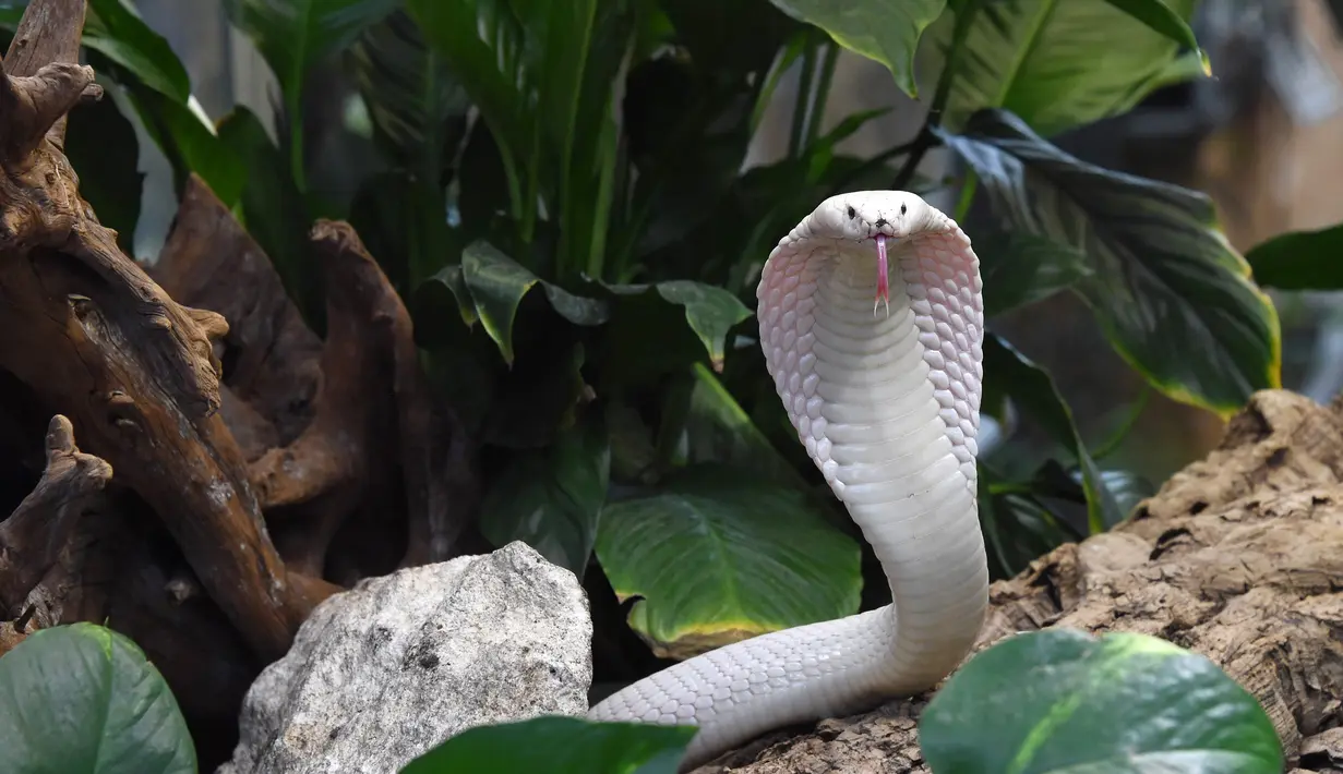 Seekor induk kobra leucistic monocled di kandang ular Kebun Binatang Planet Exotica, Royan, Prancis, Rabu (31/1). Bayi-bayi kobra leucistic monocled akan dipertunjukkan ke publik mulai tanggal 10 Februari. (MEHDI FEDOUACH/AFP)