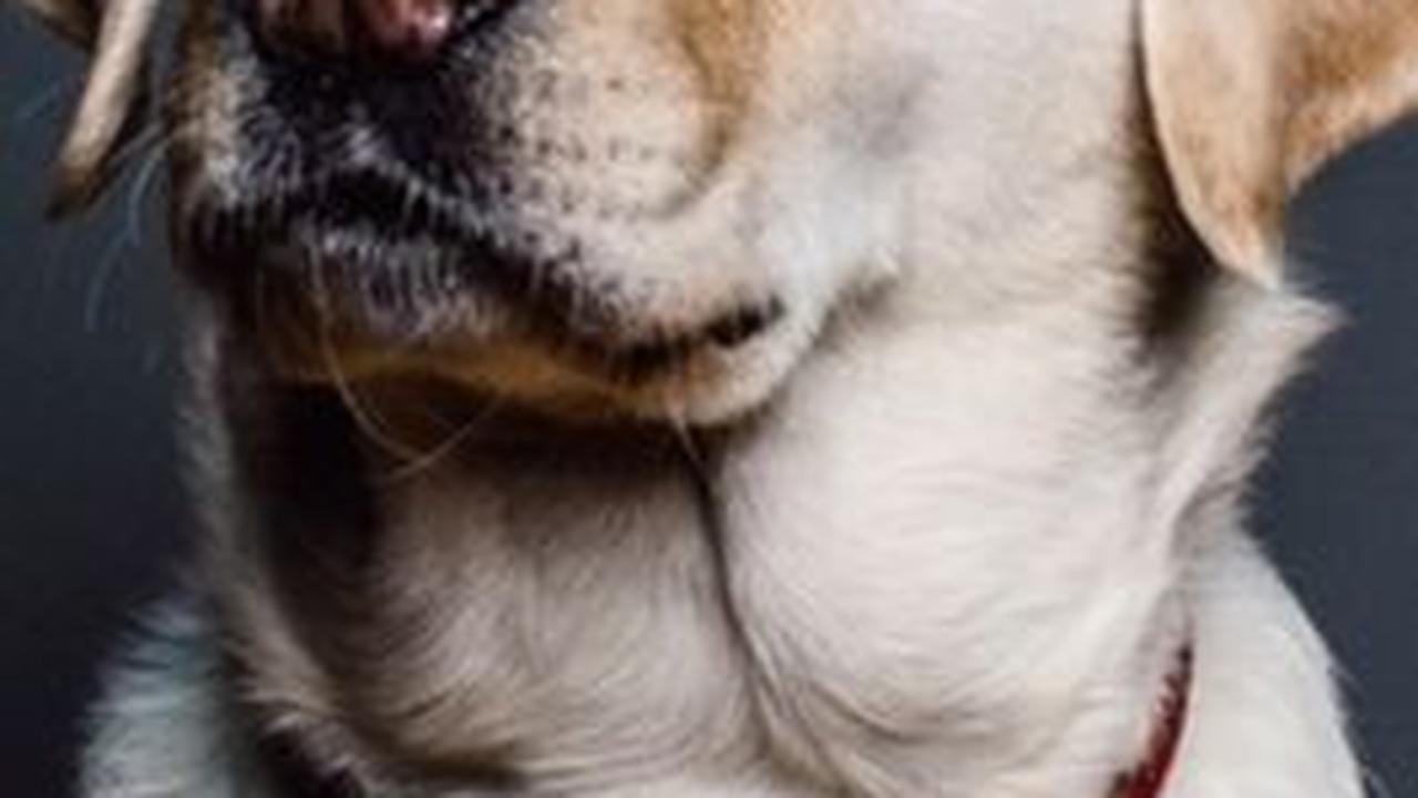 Dua orang pengendara di Jambi diduga menyiksa anjing yang terikat tali dengan cara menyeretnya. Komunitas pecinta anjing membuat sayembara dengan hadiah Rp15 juta bagi siapa saja yang mengetahui identitas terduga pelaku.