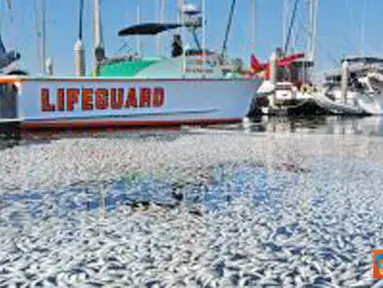 Jutaan Ikan Sarden Mati di California