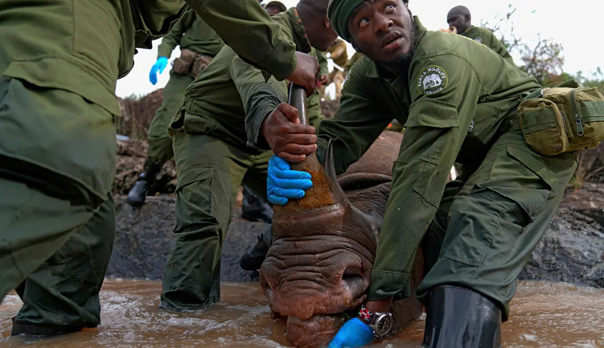 Menurut KWS, populasi badak hitam saat ini mencapai sekitar 966 ekor, naik dari 240 ekor pada 1984, berkat ditingkatkannya perlindungan dari pelaku perburuan liar. (AP Photo/Brian Inganga)