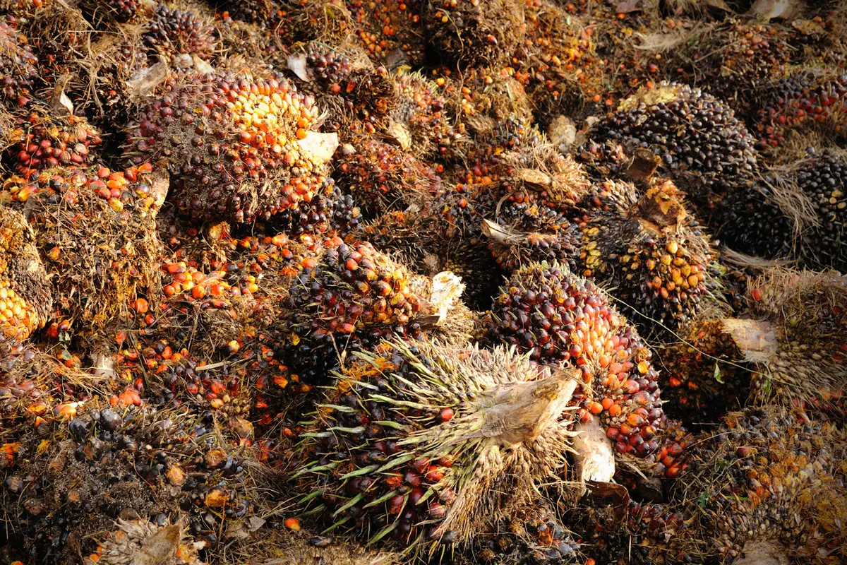20160308-Ilustrasi-Kelapa-Sawit-iStockphoto