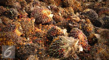 20160308-Ilustrasi-Kelapa-Sawit-iStockphoto