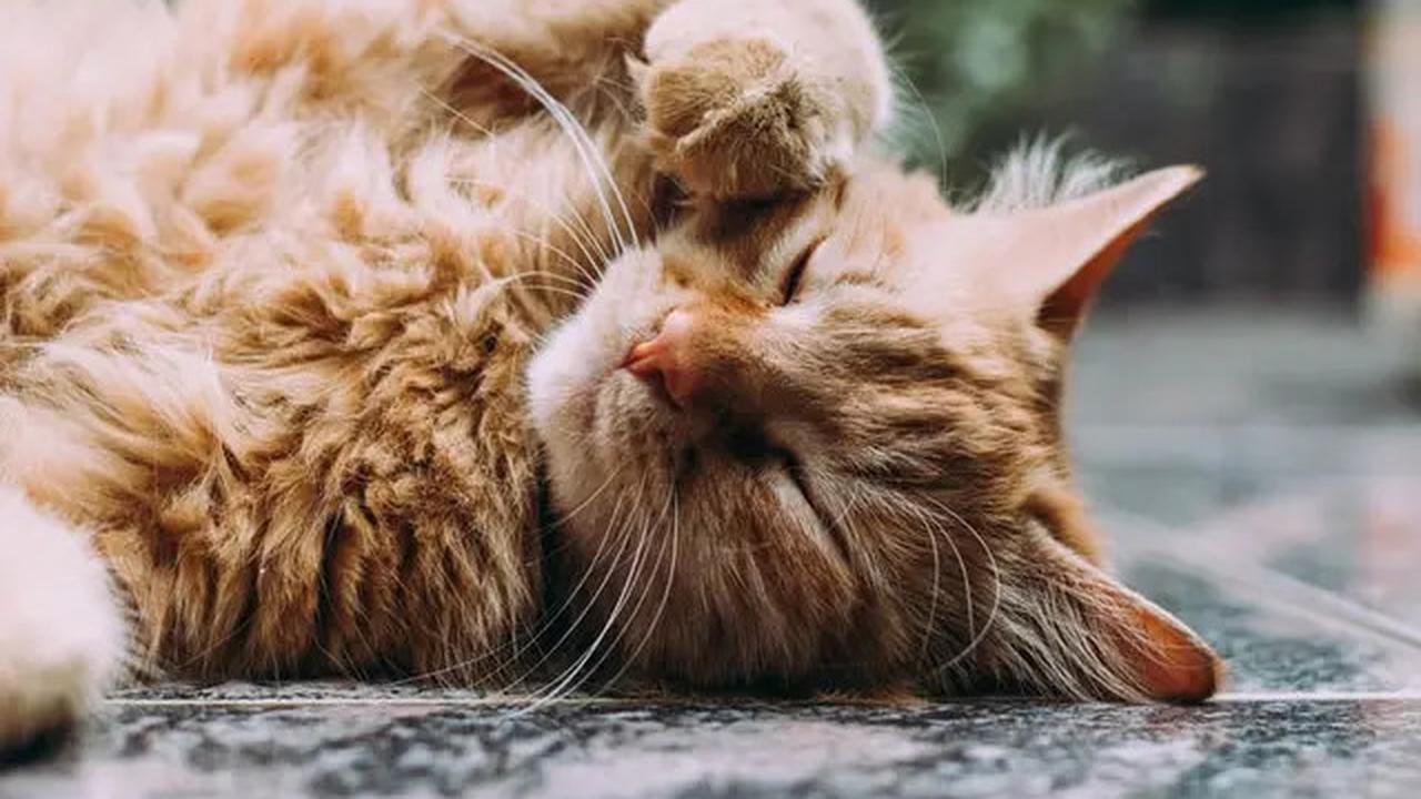 7 Penyebab Kucing Selalu Lapar Dilihat dari Perilakunya, Waspadai Masalah Kesehatan