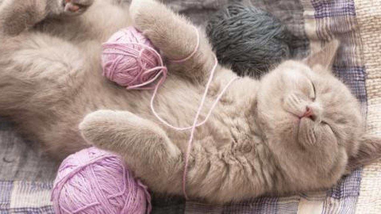 5 Cara sederhana menyayangi kucing