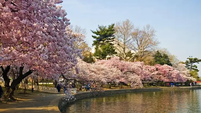 Tak Hanya Jepang, Potret Keindahan Bunga Sakura di 6 Negara Dunia Ini Bikin Takjub
