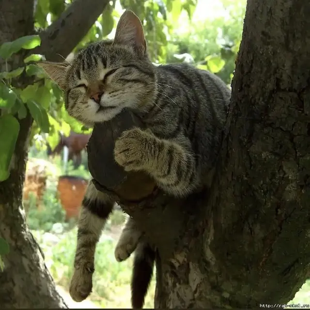 10 Potret Lucu Kucing di Atas Pohon, Ada yang Tidur Hingga Takut ...