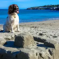 Nggak perlu dititipkan atau ditinggal sendirian di rumah, kini kamu juga bisa membawa hewan peliharaanmu liburan bareng.