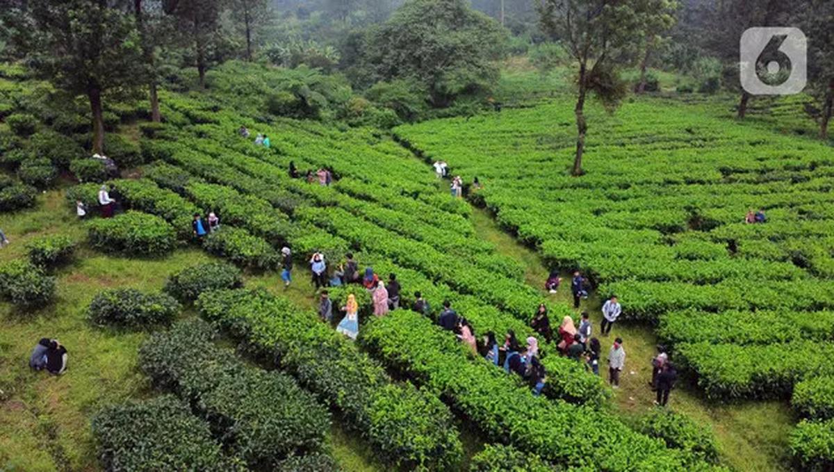 kebun teh di puncak bogor