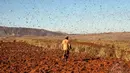 Wabah belalang ini mengancam ketersediaan pangan dan tanaman padi, yang menjadi bahan pokok utama di Madagaskar (AFP Photo/Rijasolo).