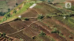 Lahan pertanian berkonsep terasering, Desa Sukasari Kidul, Kecamatan Argapura, Majalengka, Sabtu (29/1/2022). Bawang merah yang ditanam dengan konsep terasering ini dijual petani kisaran Rp 13.000 per kg dan biasa dipasok ke wilayah Jawa dan Sumatera melalui pengepul. (merdeka.com/Iqbal S Nugroho)