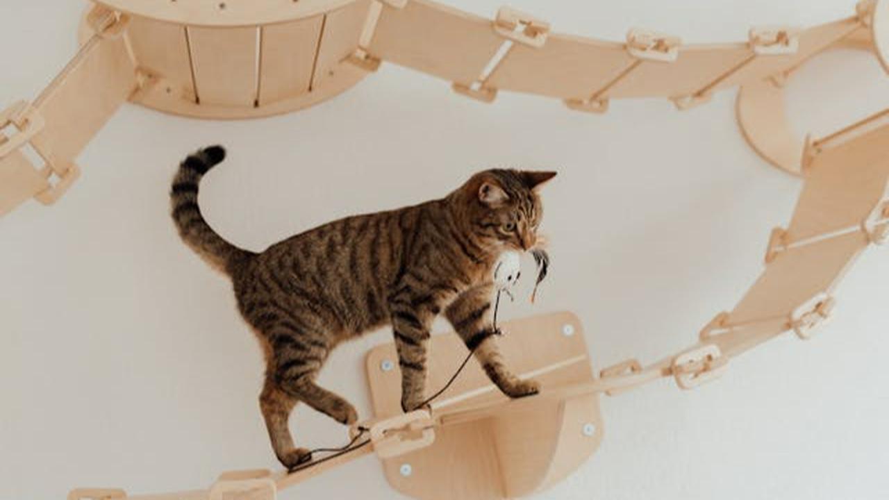 Tips Membuat Kucing Tetap Nyaman di Rumah Sendirian ketika Ditinggal Liburan