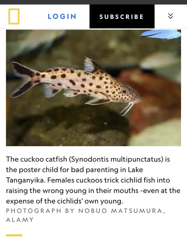Ikan Lele Kukuk (Foto: Screenshot laman National Geographic)