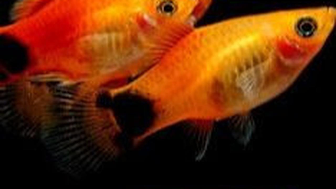 6. Amazon Molly<br>