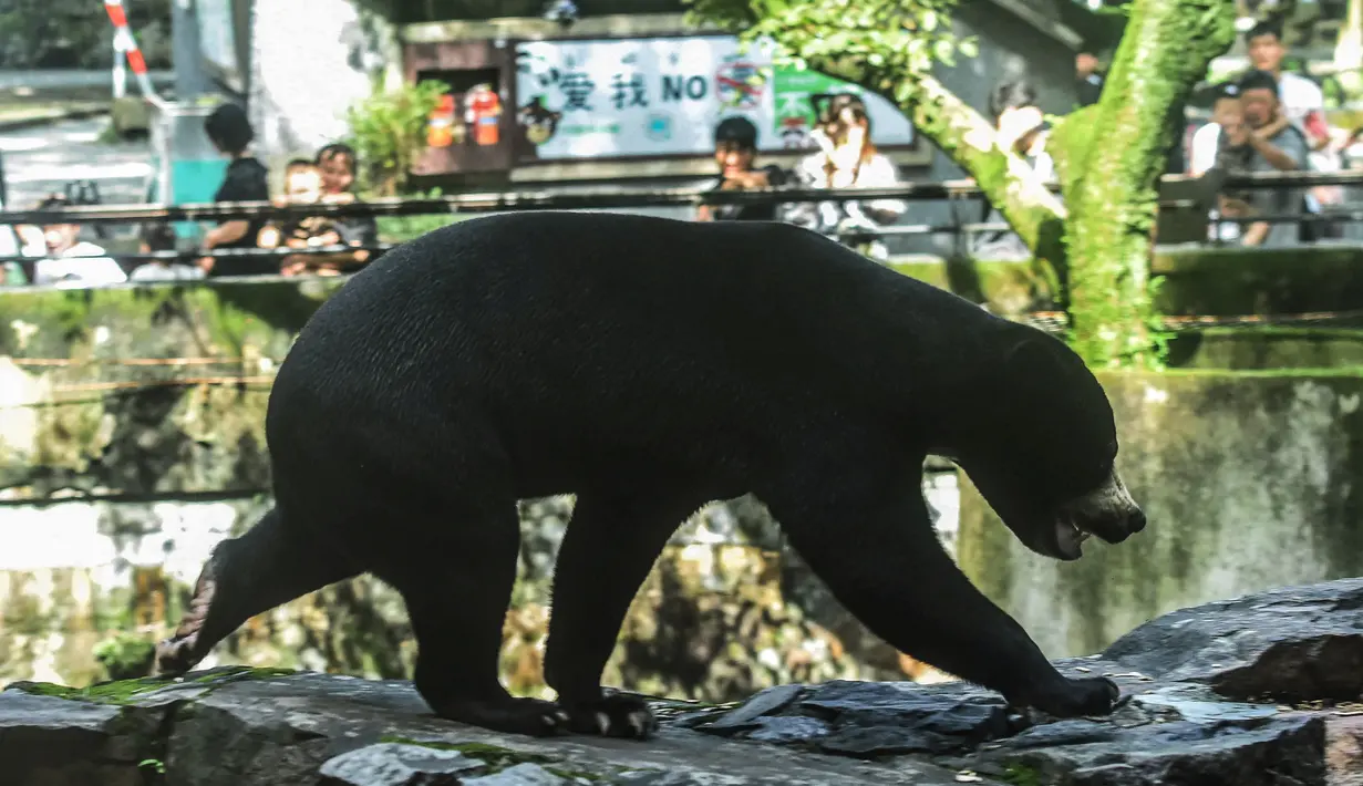 Ini terjadi setelah foto-foto hewan tersebut berdiri dengan kedua kaki belakangya seperti manusia beredar di dunia maya. (STR / AFP)
