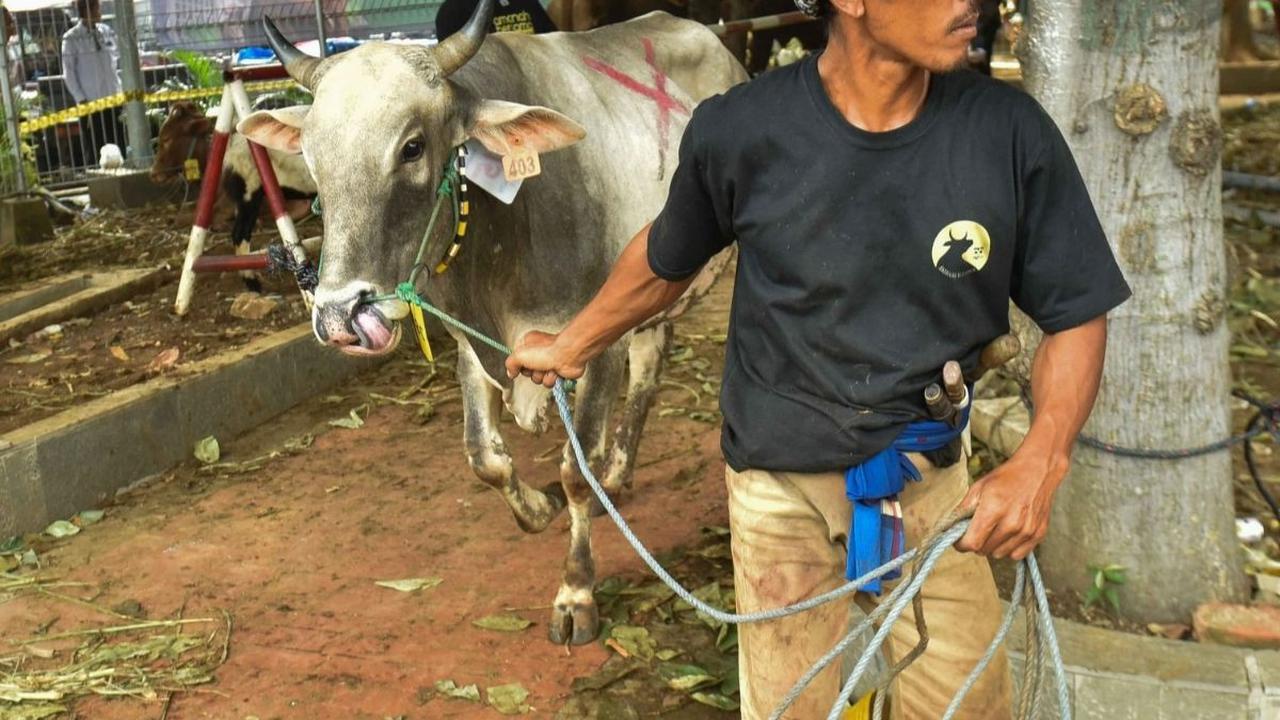 Di antara hewan kurban yang disembelih, terdapat sapi milik beberapa tokoh penting di Indonesia. Foto: Liputan6.com / Herman Zakharia<br>
