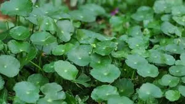 5 Manfaat Daun Pegagan Untuk Otak, Dapat Meningkatkan Daya Ingat