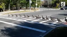 Sekelompok angsa menunggu lalu lintas berhenti sebelum neyeberang. Video ini direkam di depan Museum Isabella Gardner di Boston.