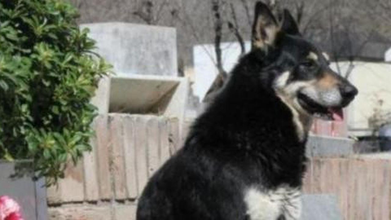 Hilang 14 jam, bayi dua tahun selamat dijaga anjing