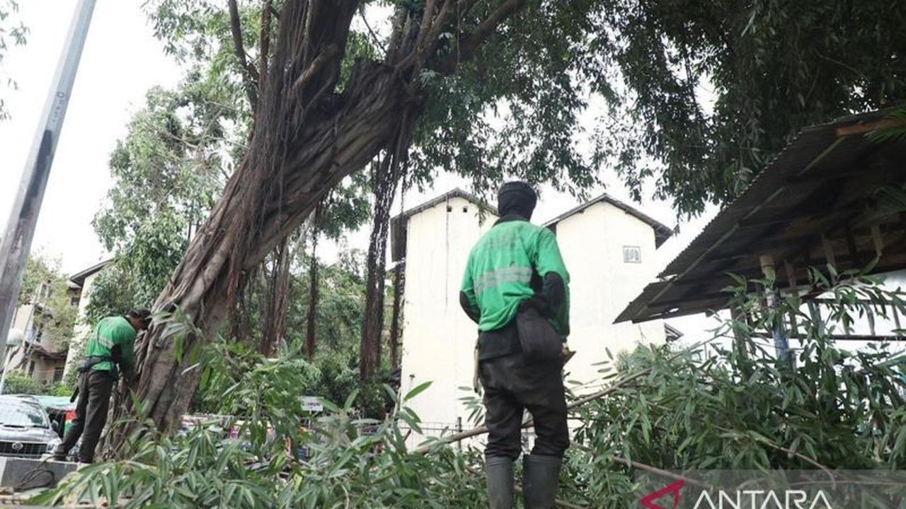 Pemkot Jakarta Pusat Gencarkan Pemangkasan Pohon Rawan Tumbang Antisipasi Hujan Ekstrem