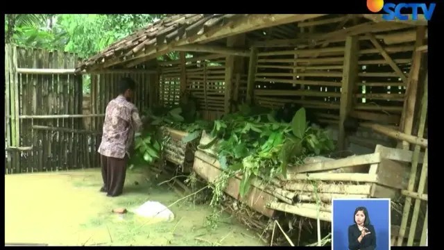 Hewan ternak terpaksa dipindahkan ke kandang lain yang lebih tinggi untuk menghindari banjir.