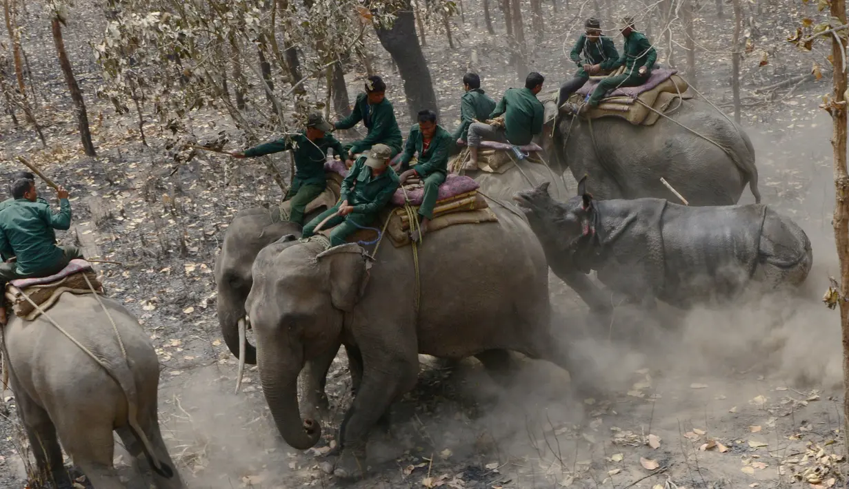 Seekor badak menyerang petugas konservasi yang menunggangi gajah di Taman Nasional Chitwan, Nepal (4/4). Kelima badak bercula satu yang terancam punah itu akan dikembangbiakkan populasinya di Taman Nasional Chitwan.  (AFP Photo / Prakash Mathema)