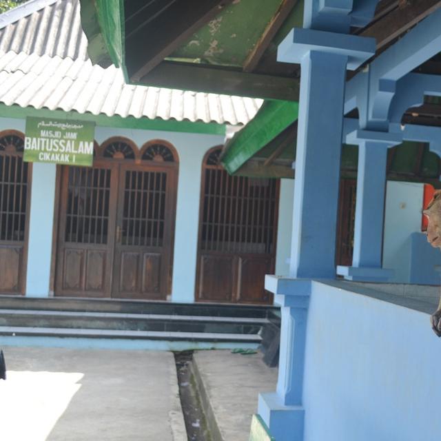 Legenda Monyet Keramat Penunggu Masjid Saka Tunggal Banyumas Regional Liputan6 Com