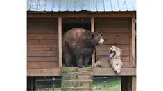 Persahabatan mereka dimulai ketika ditemukan dalam sebuah penggerebekan narkoba saat mereka masih bayi.