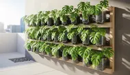 7 Ide Galon Bekas Jadi Pot Monstera yang Lebih Estetik, Inspirasi DIY yang Kekinian