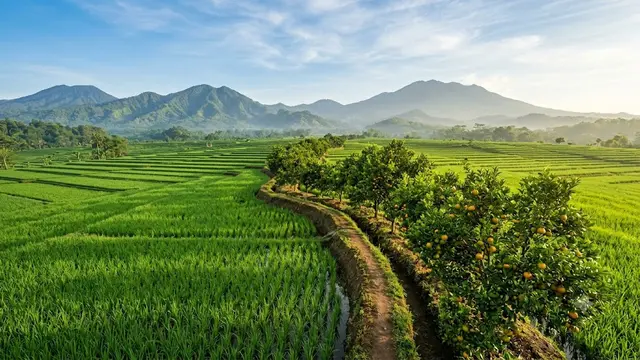 Pohon Buah yang Cocok Ditanam di Pematang Sawah