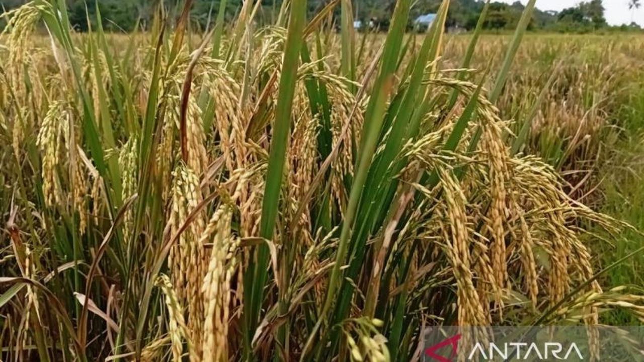 Produksi Beras Kaltim Triwulan Pertama 2026 Melonjak, Kukar Jadi Penyumbang Terbesar