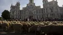 Penggembala berjalan bersama sekitar 2000 domba melewati pusat kota Madrid saat parade tahunan, Spanyol, Minggu (25/10). Para penggembala itu berdemonstrasi menentang perluasan wilayah perkotaan dan praktik-praktik pertanian modern. (REUTERS/Sergio Perez)