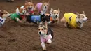 Anjing-anjing Corgi berlomba dalam kejuaraan "Corgi Nationals" California Selatan di Arena Balap Santa Anita di Arcadia pada 26 Mei 2019. Ratusan anjing corgi yang mengikuti kejuaraan ini memperebutkan gelar anjing tercepat. (Photo by Mark RALSTON / AFP)